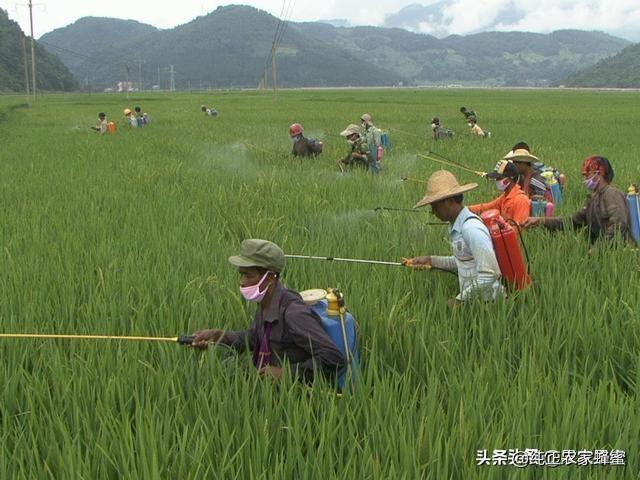 园林花卉病虫害防治 浇水时间