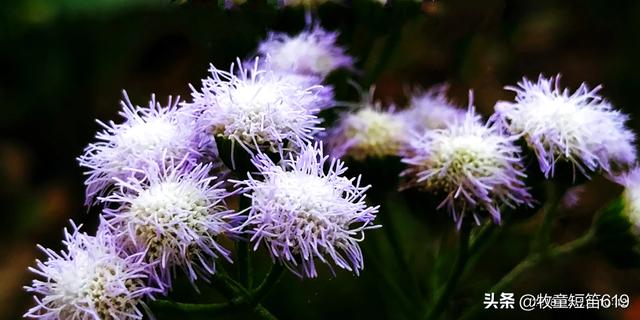 拍照最清晰的手机排行（拍照最清晰的手机排行榜前十名）