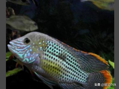 皇冠头模特如何搭配好看(图2)