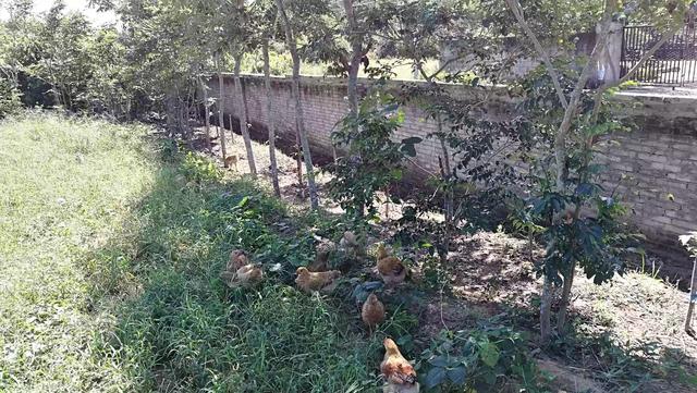 过年送土鸡土鸭合适吗女生(1)