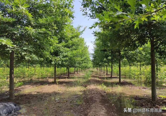 种植果园项目概述范文图片,种植果园项目概述范文图片大全