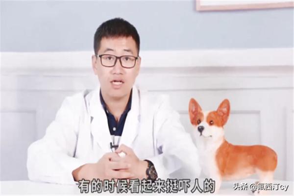 笑臉狗?笑臉狗狗圖片!