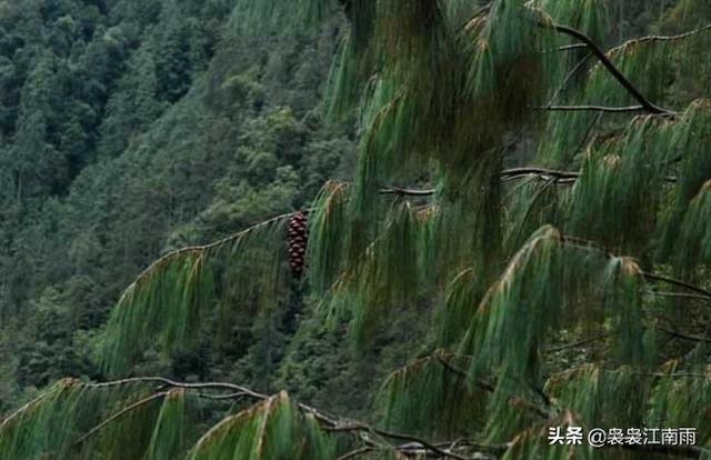 常用的树木的特别和特征