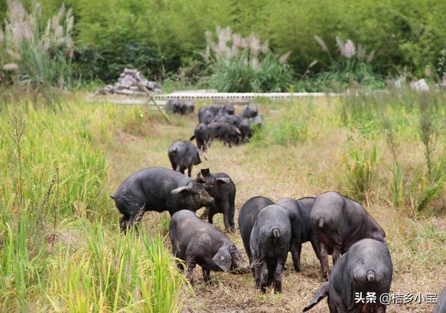 农业养殖肉狗有补贴吗，农业养殖肉狗有补贴吗多少钱