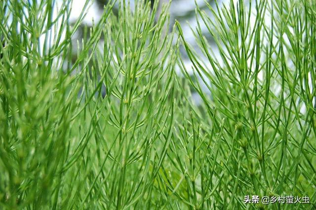 萝卜茎叶有什么功效(图5)