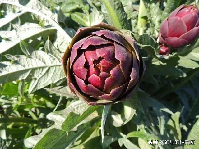 特种蔬菜 （特种蔬菜品种大全）