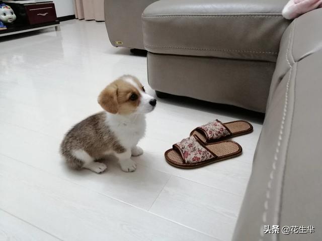 两个月的小狗可以吃什么,第5张