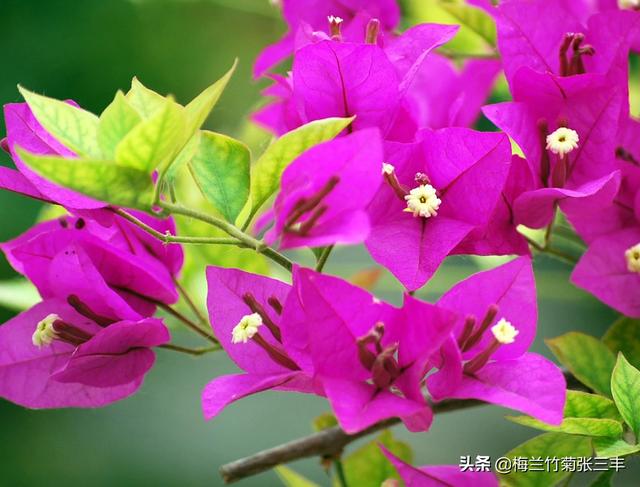 阳台种植三角梅,阳台种植三角梅风水