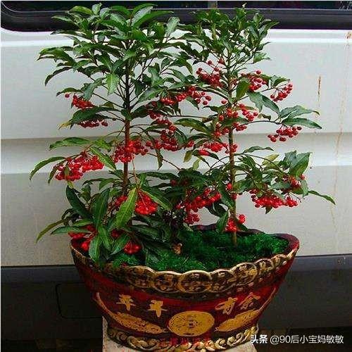 花金子绿植盆景怎么养护和管理(图11)