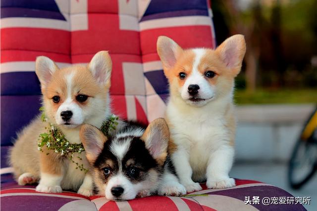 40多天的狗狗喝水要控制吗,第2张