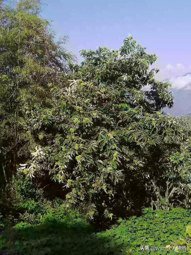 兴山必去景点推荐一下图片(图17)