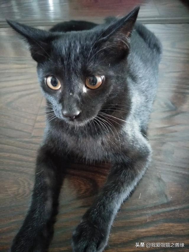 为什么家里不可以养纯黑猫