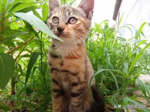 为什么农村老话说“猫来穷，狗来富”,第4张