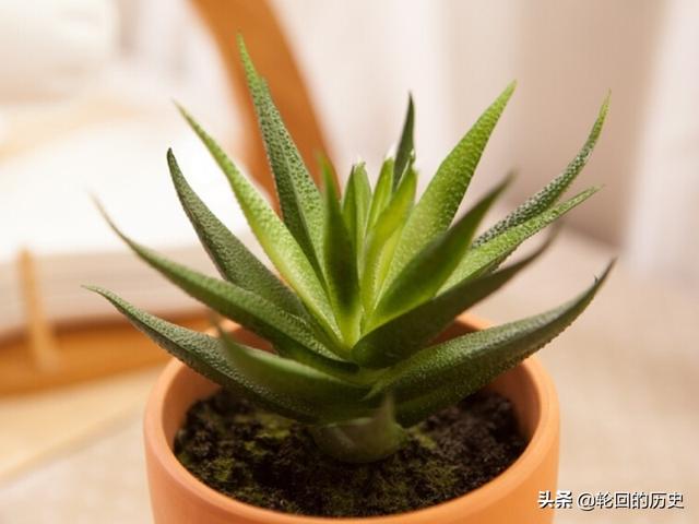 芦荟的种植方法，芦荟的种植方法详细