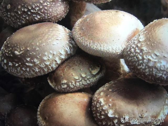 香菇酱-香菇酱的家庭制作方法