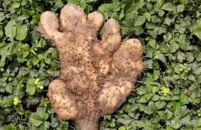 跨境电商湖北产品有哪些