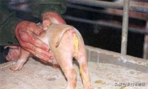 怎么治疗猪传染性胃肠炎,第1张