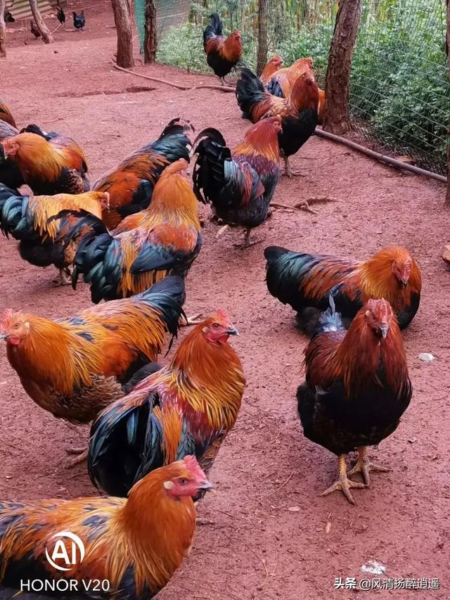 饲料行业如何进行赊销-饲料行业如何进行赊销业务