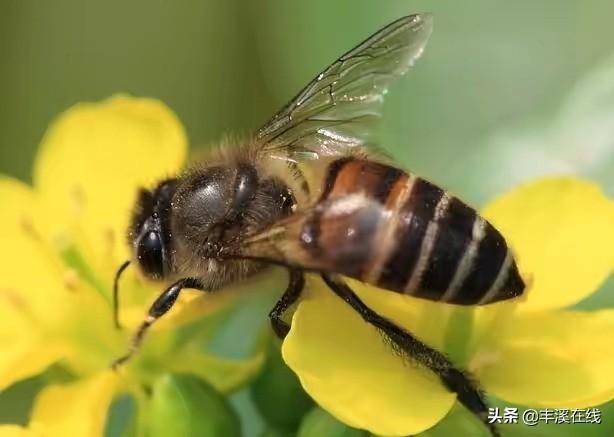 蜜蜂怎么养殖-蜜蜂怎么养殖技术视频