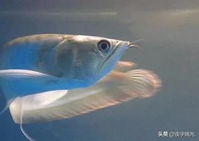 寵物魚種類?寵物魚種類圖片大全和名字!