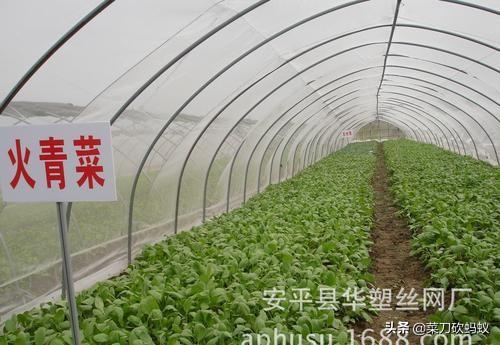 中国蔬菜种植网，中国蔬菜种植网下载