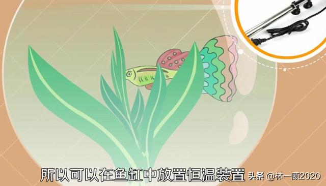 孔雀鱼生小鱼怎么养,第4张