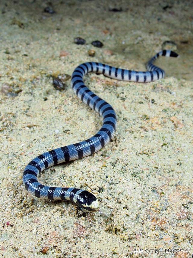 世界十大毒性最强的蛇（世界上毒性最强的蛇类）