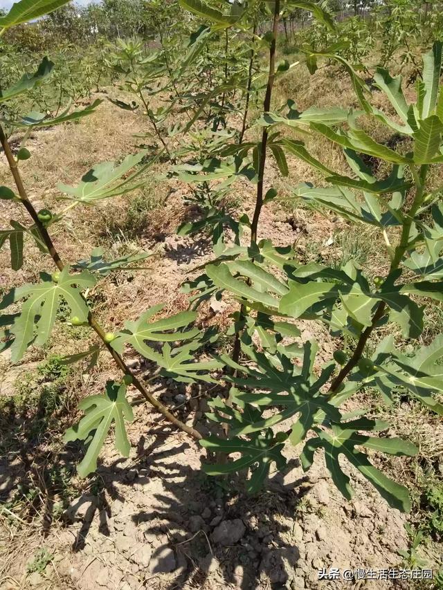 云南曲靖市麒麟区采摘园评价好的农家乐大推荐好玩又巴适,曲靖麒麟区周边农家乐