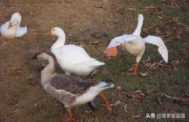 黑龙江泥鳅养殖-黑龙江泥鳅养殖基地在哪