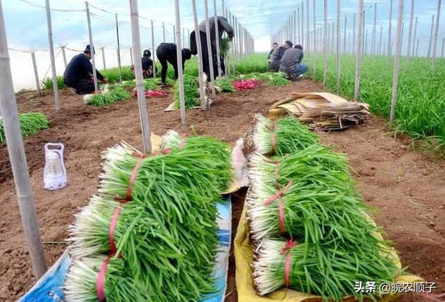 阳台韭菜种植技术,阳台韭菜种植技术视频