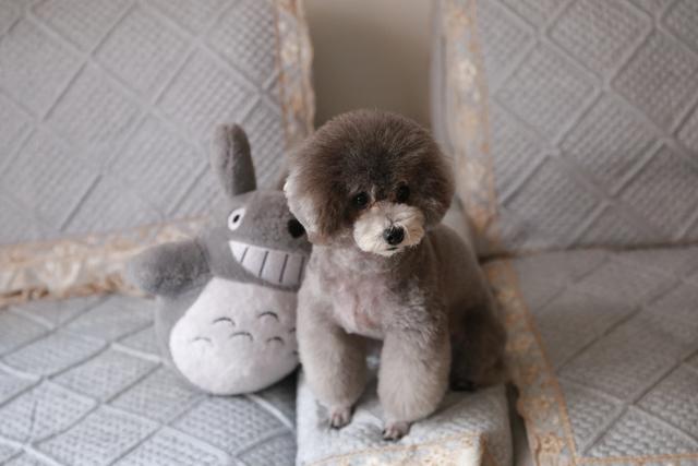 养狗的人要如何面对离别的那一天,第2张