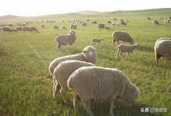 农村未来养殖业的发展前景如何 养殖业未来发展前景如何？