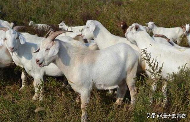 河南养羊国家补贴多少？