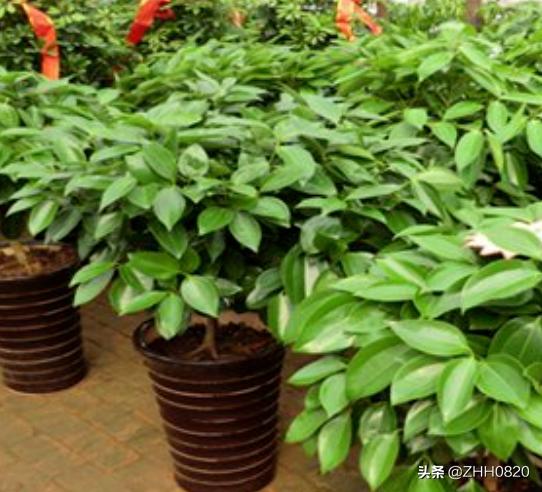 平安树怎么扦插（平安树怎么扦插成活率高）