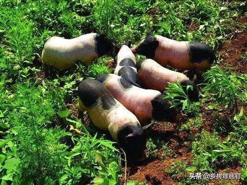 香猪养殖怎么样，香猪养殖前景如何