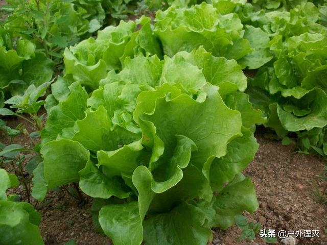 海外生活有机蔬菜，国外有机蔬菜