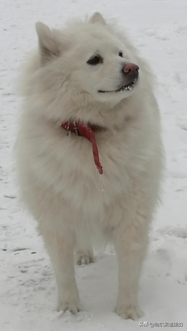 哈尔滨下雪必去的景点(图3)