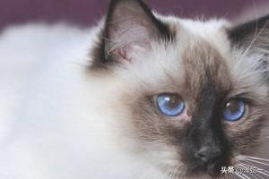 猫眼屎多是什么原因怎么解决办法(图4)