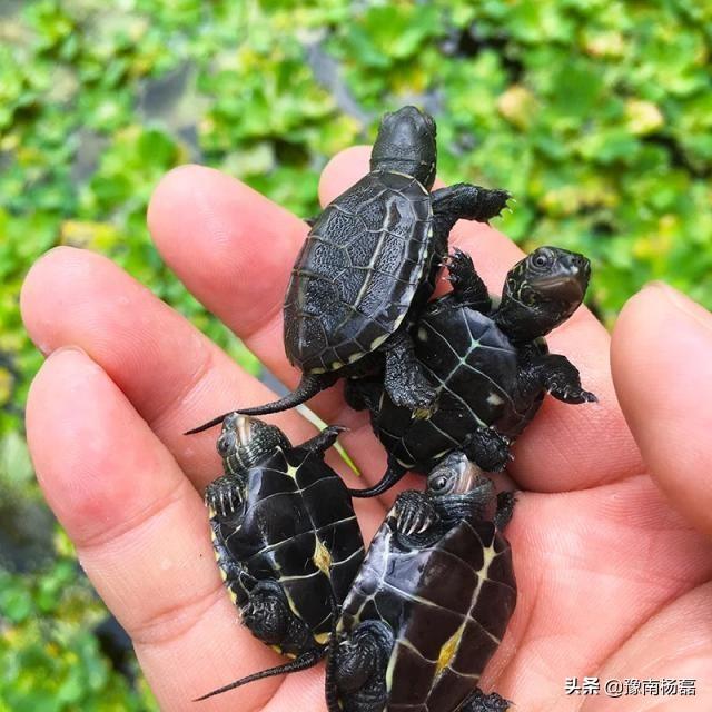 他一直在黑化_他一直在黑化txt