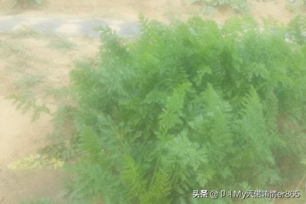 菜苗种植方法，菜苗种植方法教程