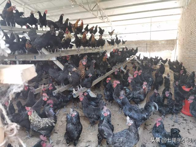 未来10大暴利养殖 奶牛养殖业现状与前景？