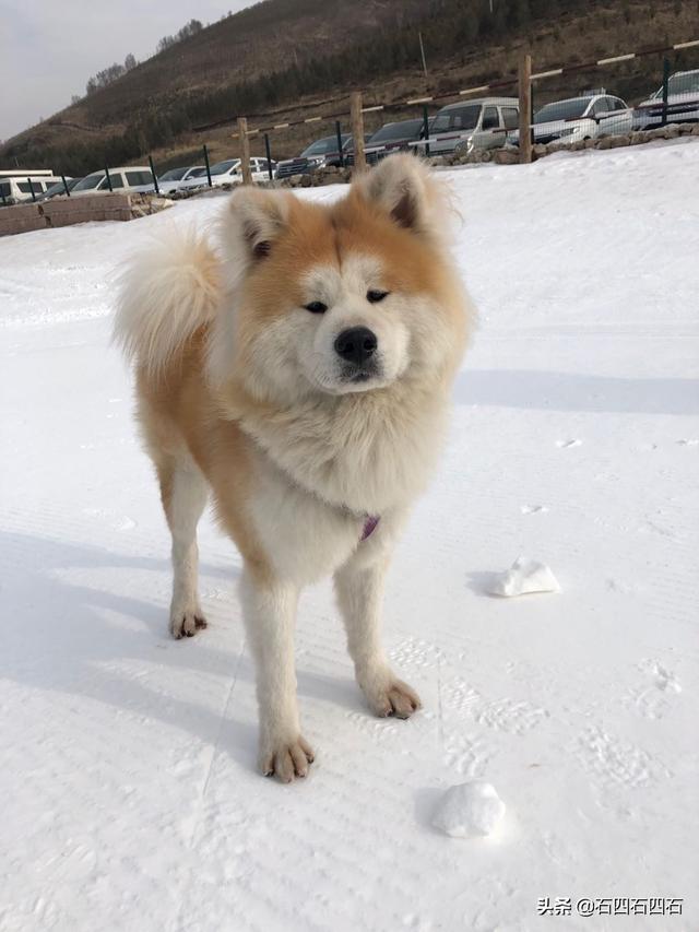 秋田犬性格?秋田犬性格和缺点!