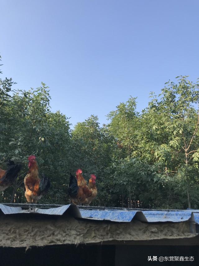 北京养殖土鸡-北京养殖土鸡的地方