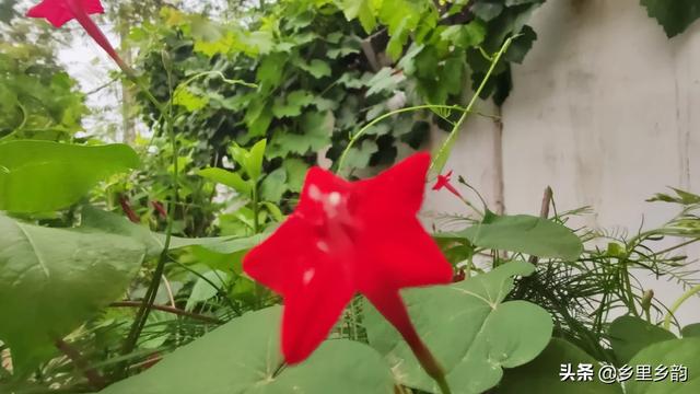 广东农村院子花园种植大全,广东院子适合种什么花