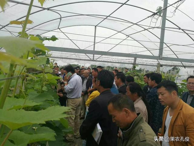 种植水果园设计意图简单,种植水果园设计意图简单一点