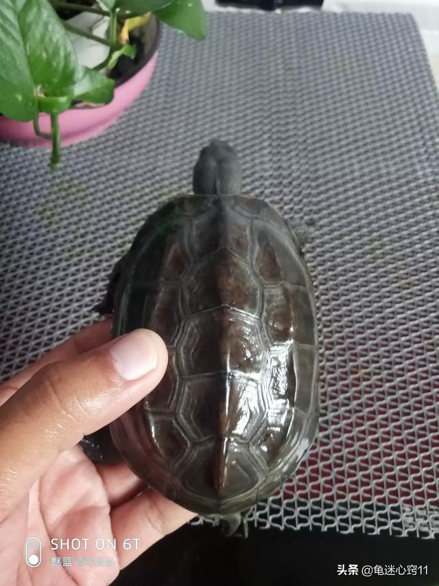 怎么和巴西龟培养感情,第1张