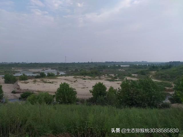 高州今日出栏猪价-高州今日出栏猪价格表