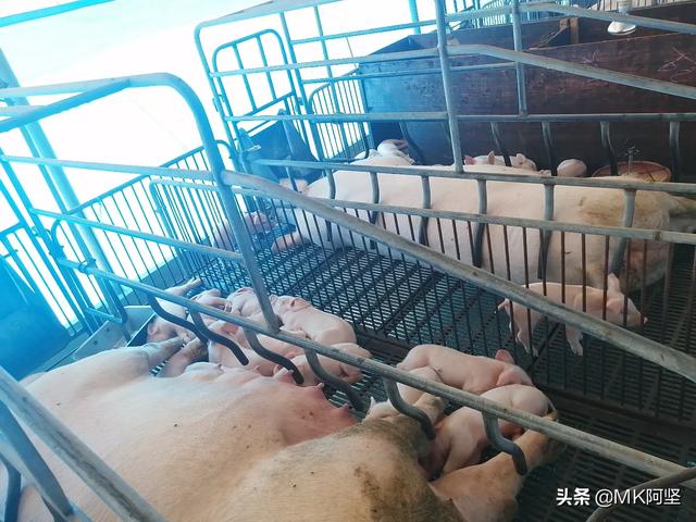 目前饲料无抗发展方向-无抗时代,饲料行业如何应对?
