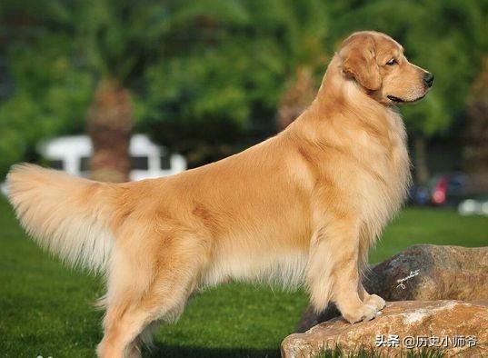 城区可以养金毛吗,第1张