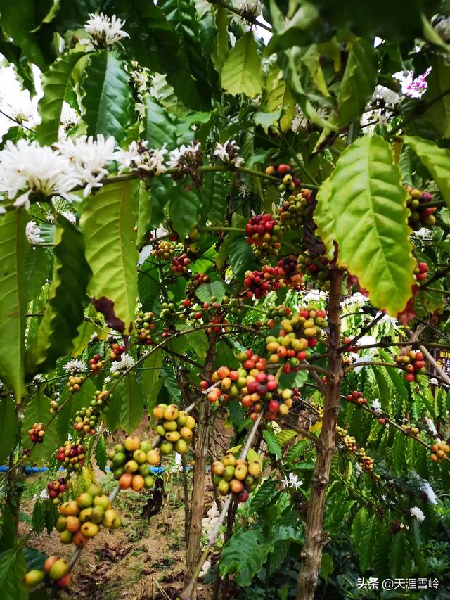 芭乐种植出售信息，芭乐种植出售信息最新